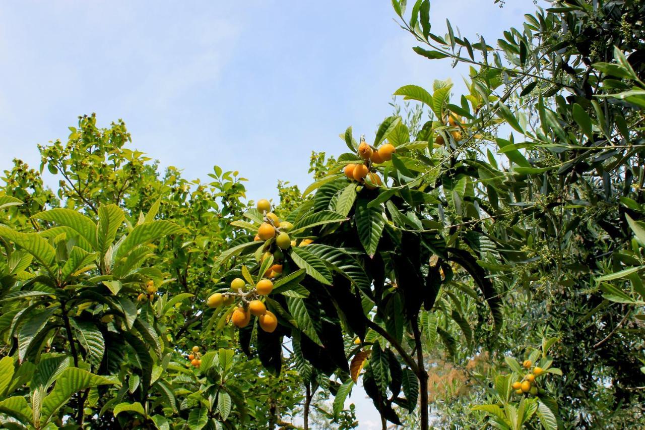 Verdemare Acquaviva Picena Ngoại thất bức ảnh